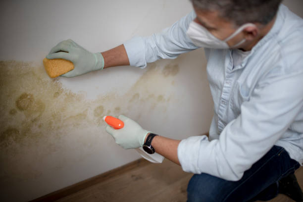 Best Affordable Mold Removal  in Ranlo, NC