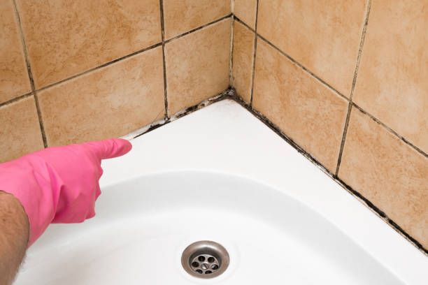 Best Mold Damage Repair  in Ranlo, NC